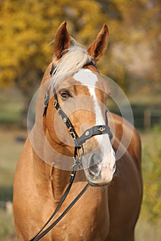 Amazing big warmblood in autumn