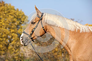 Amazing big warmblood in autumn