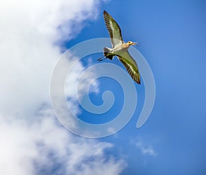 Amazing bird black-tailed Godwit