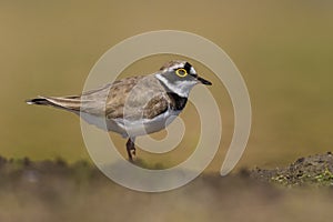 Amazing bird Little ringed plover Charadrius dubius from region Castilla-La Mancha in Spain.