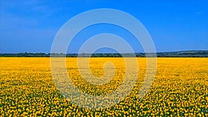 Amazing bird s eye view of a huge sunflower field in Russia in summer. The landscape with rows of sunflowers, and their