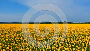 Amazing bird s eye view of a huge sunflower field in Russia in summer. The landscape with rows of sunflowers, and their