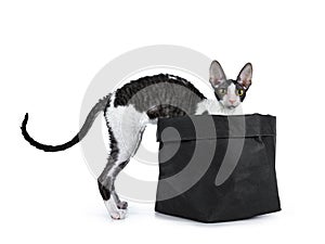 Amazing black bicolor Cornish Rex cat on white background