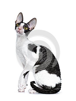 Amazing black bicolor Cornish Rex cat on white background