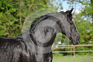 Amazing black dutch warmblood running