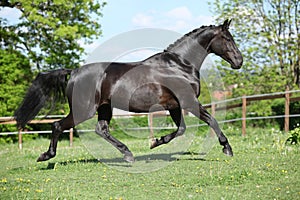 Amazing black dutch warmblood running