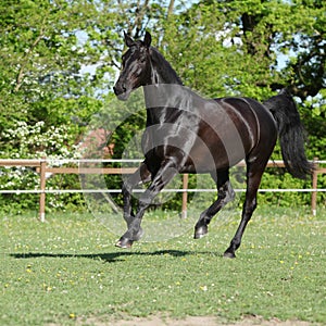 Amazing black dutch warmblood running