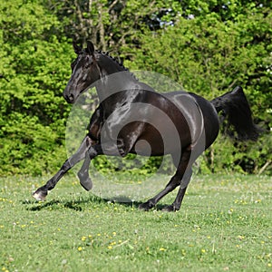 Amazing black dutch warmblood running photo