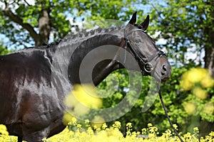 Amazing black dutch warmblood with yellow flowers