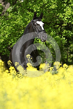 Amazing black dutch warmblood with yellow flowers