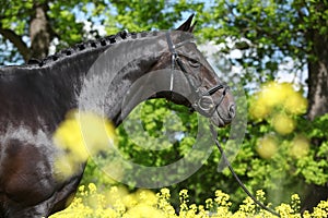 Amazing black dutch warmblood with yellow flowers