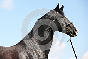 Amazing black welsh part-bred stallion