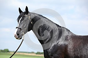 Amazing black welsh part-bred stallion