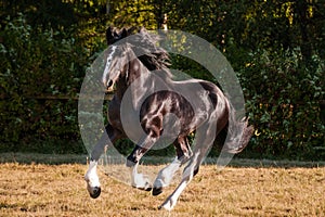 Amazing black with white cart horse stallion gallop freely in the paddock during summer time