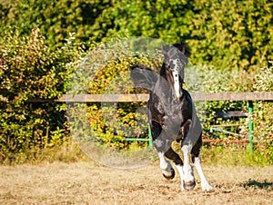 Amazing black with white cart horse stallion gallop freely in the paddock during summer time