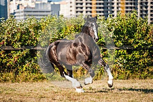 Amazing black with white cart horse stallion gallop freely in the paddock during summer time