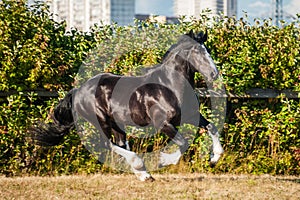 Amazing black with white cart horse stallion gallop freely in the paddock during summer time