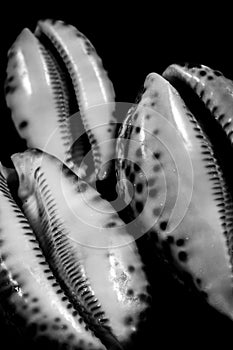 Toll schwarz und weiß fotografie aus einzigartig Austern auf der Schwarz Oberfläche 