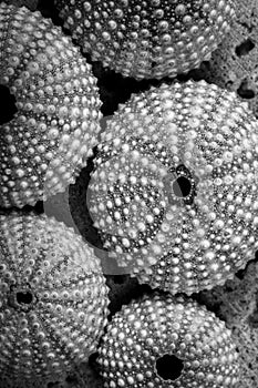 Toll schwarz und weiß fotografie aus einzigartig das Meer straßenjunge Muscheln 