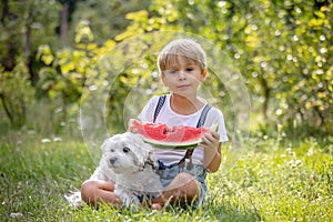 Amazing blond toddler child, boy with pet dog, eating watermelon in garden