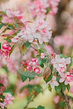 Amazing blooming apple branches with big pink colored flowers. Beautiful natural background