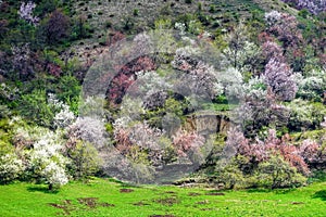 Amazing Blooming Flowers in Spring