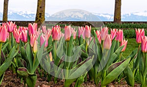 Amazing blooming tulips 2