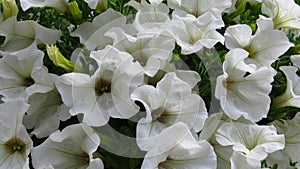 Amazing blooming white petunia flower background. Petunia `Sanguna White`.