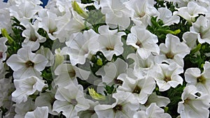 Amazing blooming white petunia flower background. Petunia `Sanguna White`. Glow snowy white petunia flower nature photo.