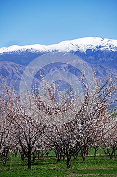 Amazing Blooming white and pink Flowers with blue sky in Spring