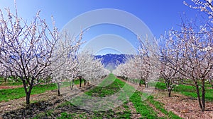 Amazing Blooming white and pink Flowers with blue sky in Spring