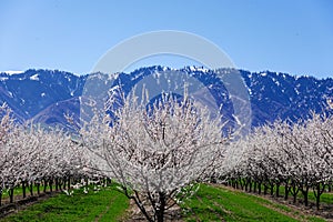 Amazing Blooming white and pink Flowers with blue sky in Spring