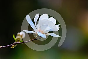 An amazing blossom magnolia