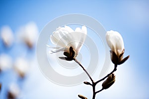 An amazing blossom magnolia