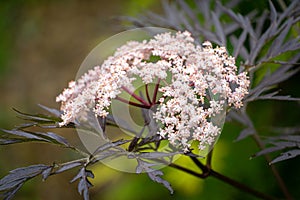 Amazing blossoming of black sambucus Black Lace. Soft macro of a delicate pink inflorescence on dark green background