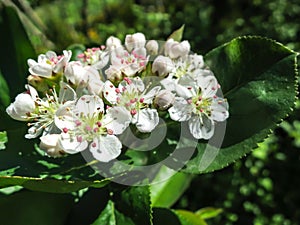 Amazing blossoms of Hawthorn Crataegus submollis or May Blossom. Macro of a delicate inflorescence on a dark green background of t