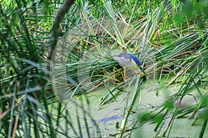 An amazing blue bird