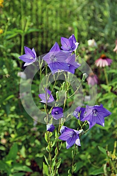 Amazing blue flowers with sun glances on it`s petals