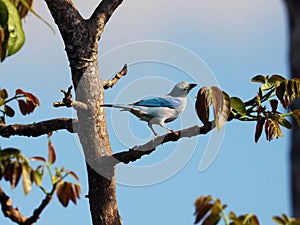 Amazing blue-grey tanager, beautiful blue bird from Costa Rica