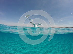 Amazing blue sea with white sand underwater in Sardinia, Stintino, seagulls, panorama background, ripple water surface with copy