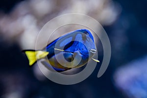 Amazing blue Tang fish or palette surgeonfish swimming underwater on coral reefs background. Tropical sea bottom