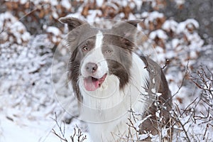 Amazing border collie in winter