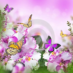 Amazing bouquet of spring violets