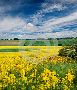 Amazing bright colorful rapeseed field with poppies, beautiful rural landscape and sky with hills in spring