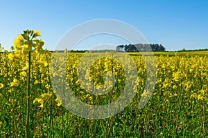 Amazing bright colorful spring and summer landscape for wallpaper. Yellow field of flowering rape against a blue sky . Natural