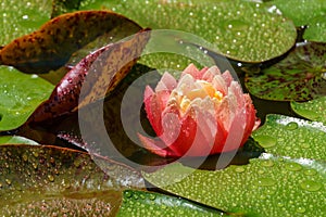 Amazing bright pink water lily or lotus flower Perry`s Orange Sunset in garden pond. Nymphaea with water drops are so beautiful.