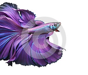 amazing bright purple Betta fish isolated on white background. close up. Digital artwork. Ai generated