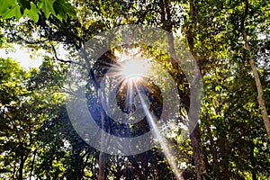 Amazing bright sunny day in reserved forest area, where bright sun rays are peeping through the leaves and branches of tall trees.