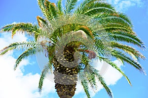 Amazing bright isolated tropical palm tree and blue sky with white clouds