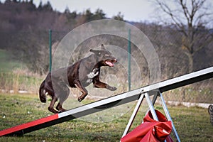 Amazing brown border collie is running on see-saw.